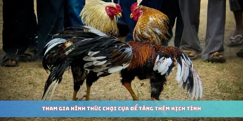 Tham gia hình thức chọi cựa để tăng thêm kịch tính