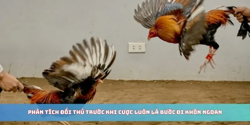 Phân tích đối thủ trước khi cược luôn là bước đi khôn ngoan